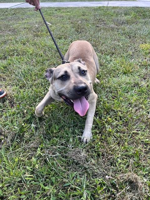 ATHENA, a dog for adoption from Miami Dade Animal Services