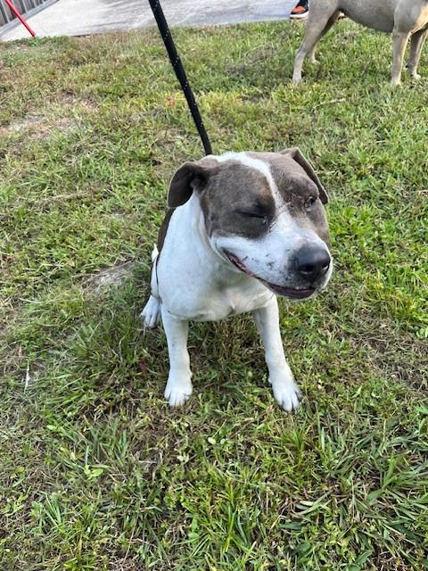 ATLAS, a dog for adoption from Miami Dade Animal Services