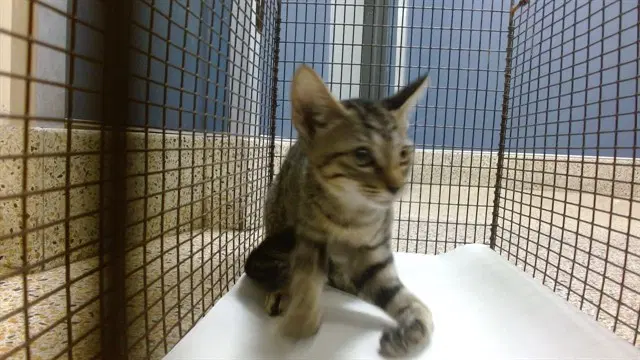 Mink - Domestic Short Hair