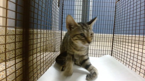 picture of the cat needing adoption