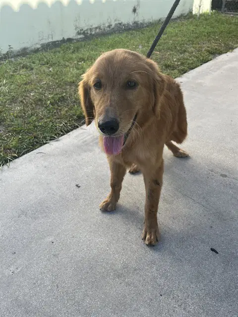 Goldy - Golden Retriever