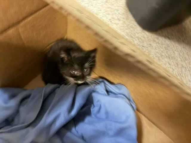 Baby Spice - Domestic Short Hair