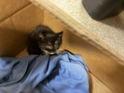 picture of the cat needing adoption
