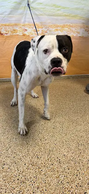 Tucker - American Bulldog