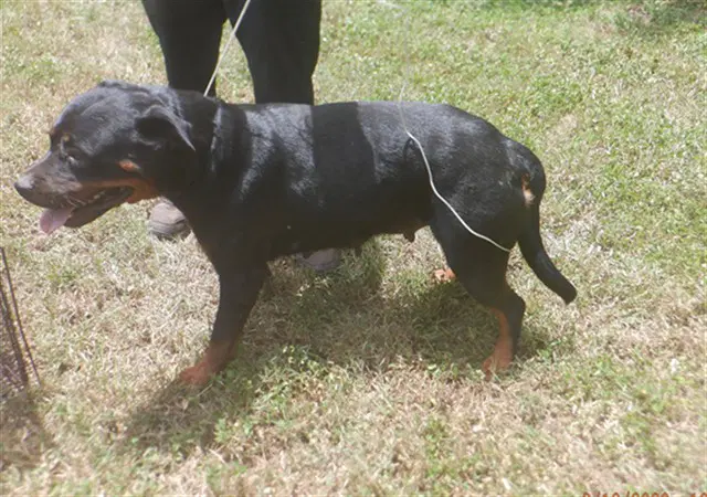 Darla - Rottweiler