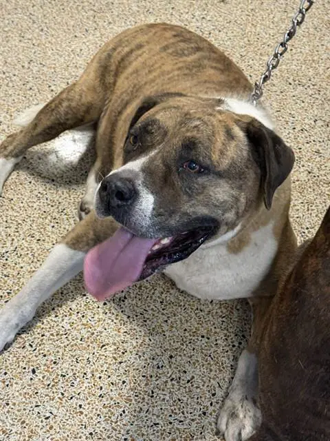 Grace - American Bulldog