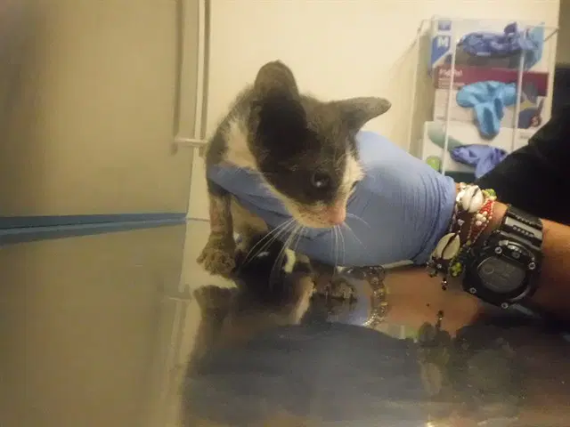 Lily - Domestic Short Hair