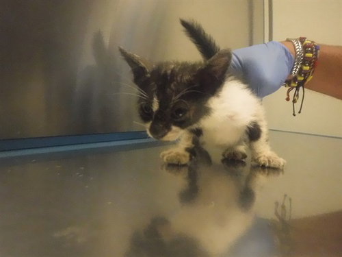 picture of the cat needing adoption