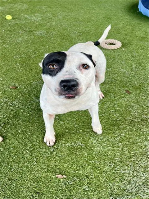 Betty - American Bulldog