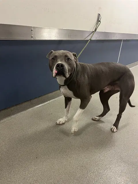 Chapel - American Bulldog