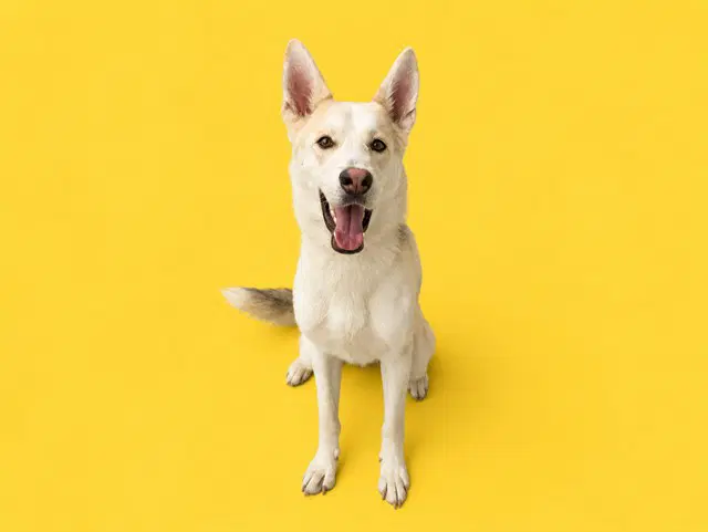 Juno - German Shepherd Dog