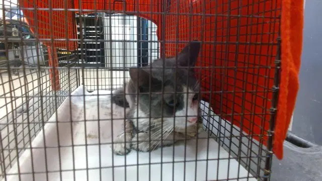 Unknown - Domestic Short Hair