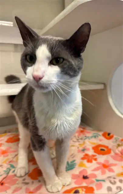 Unknown - Domestic Short Hair