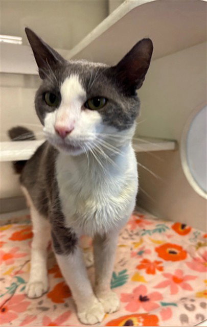 picture of the cat needing adoption