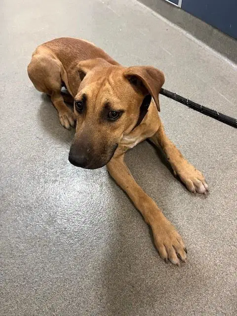 Bebe - Black Mouth Cur