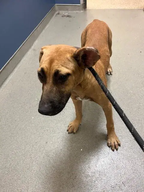 Abby - Black Mouth Cur