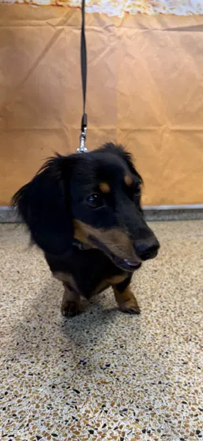 Lola - Dachshund