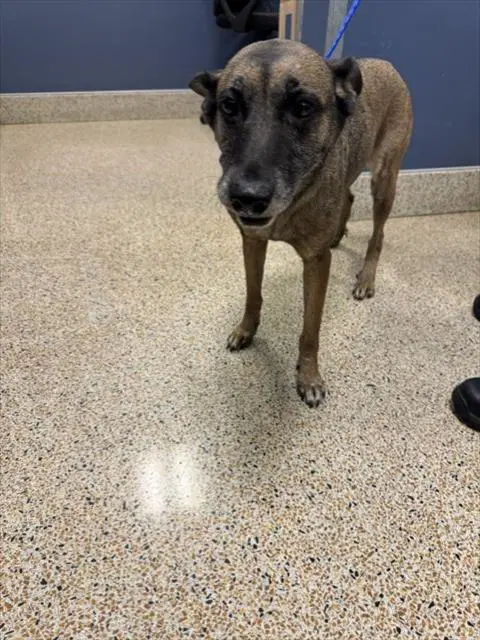 Miley - Belgian Shepherd Malinois