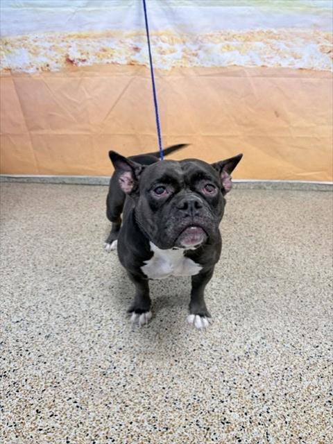 ZAZA, a dog for adoption from Miami Dade Animal Services