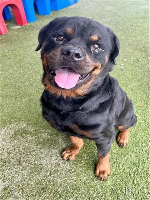 Sammy - Rottweiler