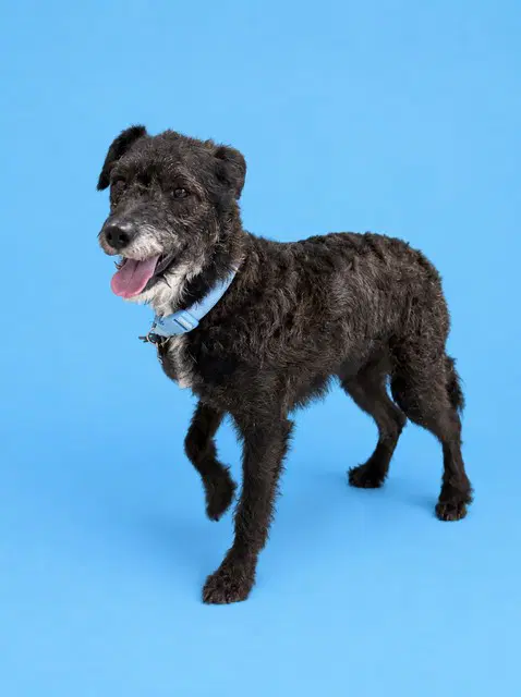 Leo - Miniature Schnauzer