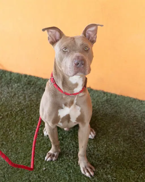 Ryder - American Staffordshire Terrier