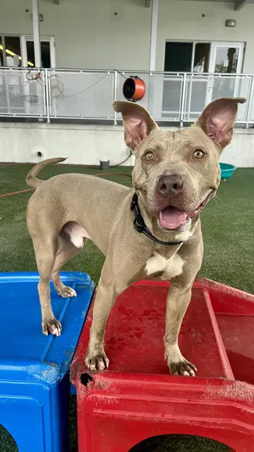 Ryder - American Staffordshire Terrier