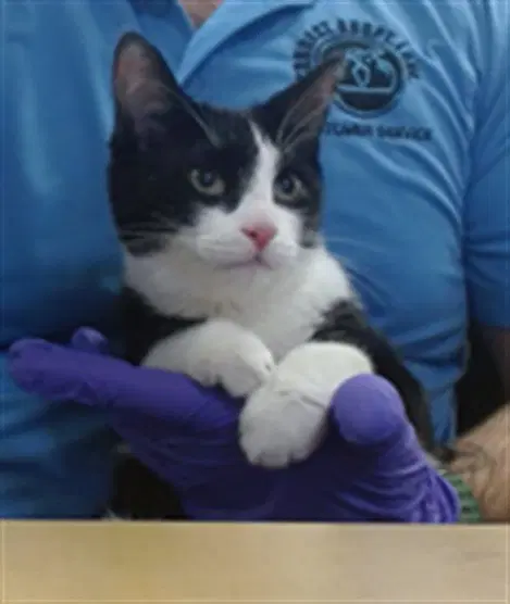 Oreo - Domestic Short Hair