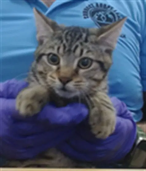Macha - Domestic Short Hair