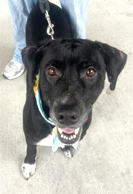STACY, a dog for adoption from Miami Dade Animal Services