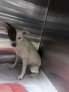 Rune - Rat Terrier