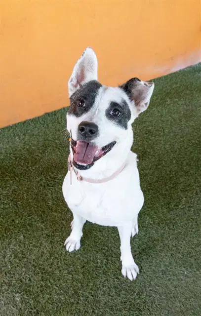 Nova - Rat Terrier