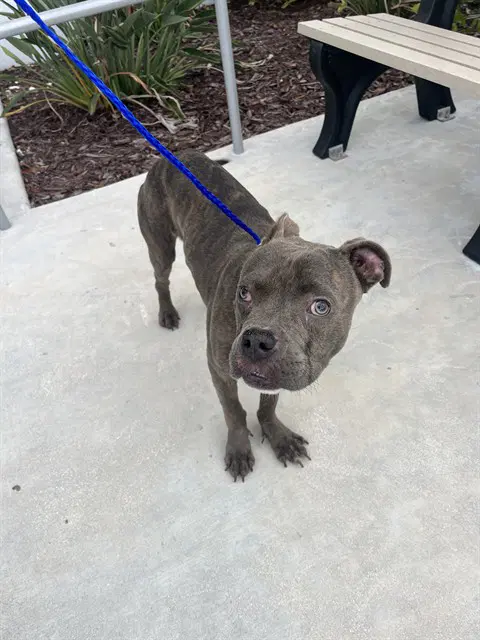 Boberto - Pit Bull Terrier