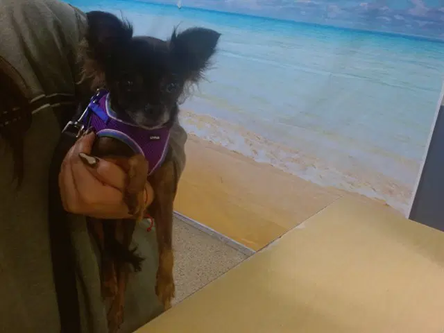 Chi Chi image 1