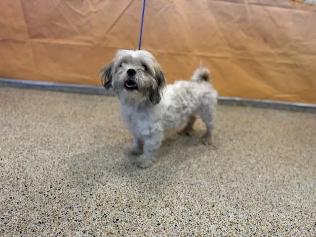 Lucy image 1
