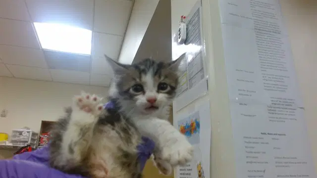 Mario - Domestic Short Hair