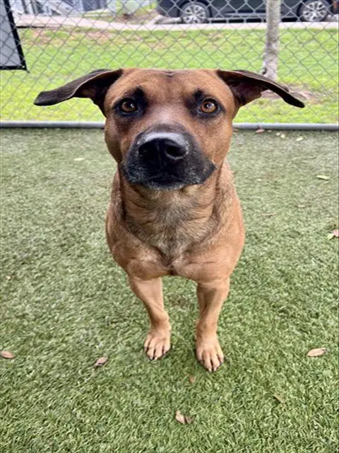 Curry - Black Mouth Cur