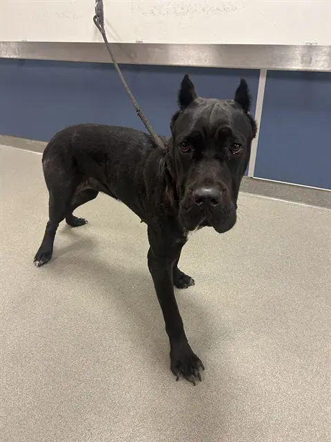 Coco - Cane Corso Mastiff