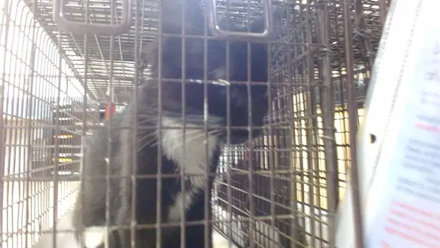 Opal - Domestic Short Hair