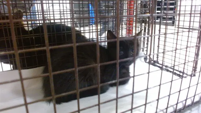 Alexadrite - Domestic Short Hair