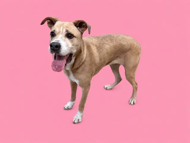 Samantha - American Bulldog