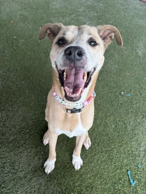 Samantha - American Bulldog