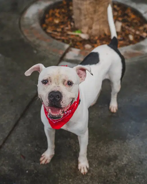 Binx - American Bulldog