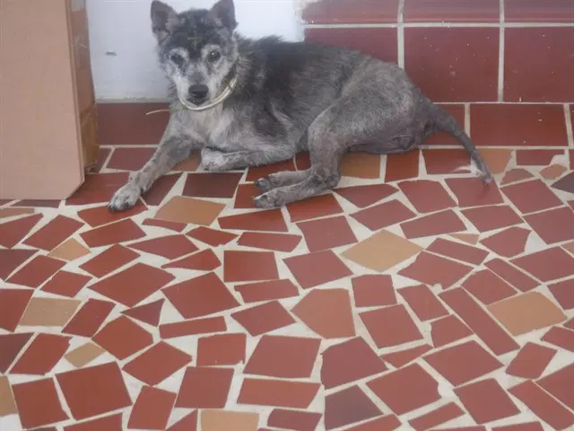 Ari - Terrier