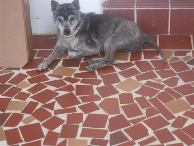Ari