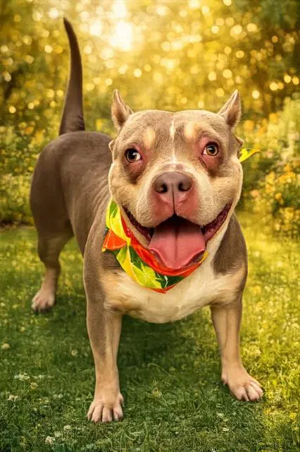 Athena - Bulldog
