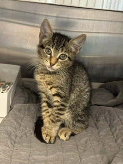 Tigra
