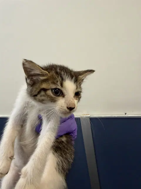 Nalla image 1