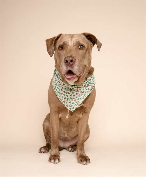 SIENNA, a dog for adoption from Miami Dade Animal Services