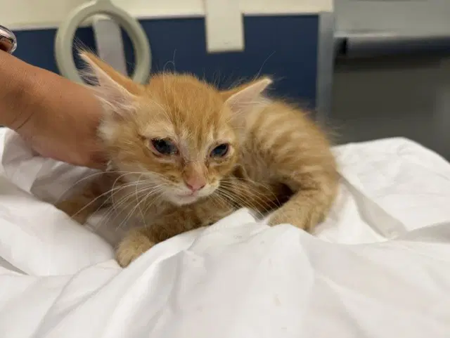 Unknown - Domestic Medium Hair